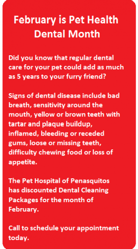 Dental Packages
