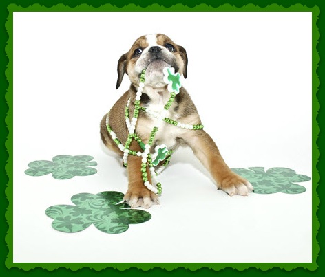 March Madness $5.00 off nail trims and anal gland expressions Wednesdays and Thursdays in March March Madness $5.00 off nail trims and anal gland expressions Wednesdays and Thursdays in March