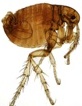 Flea image