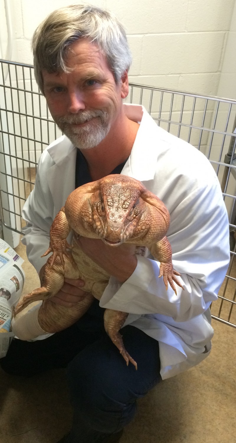 reptile veterinarians