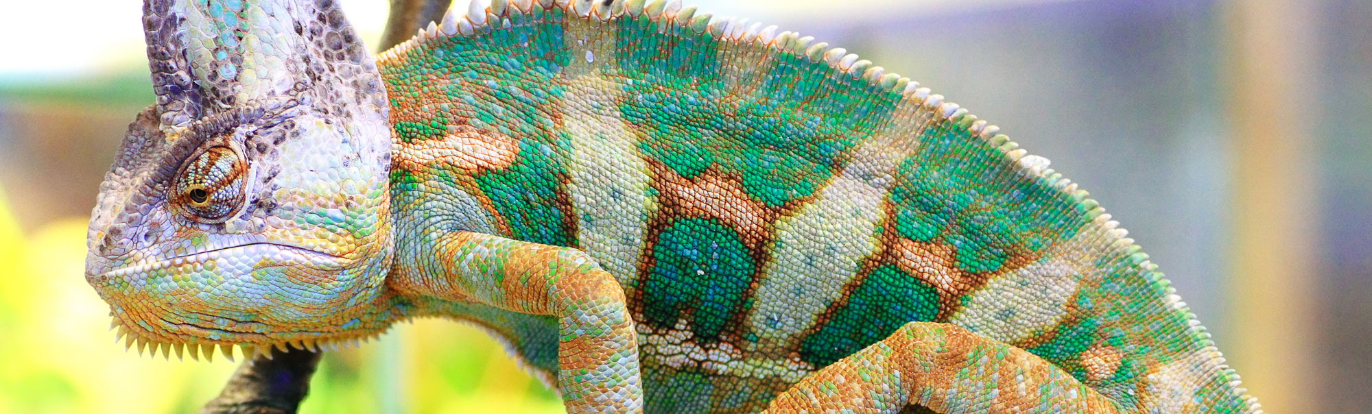 lizard doctor near me