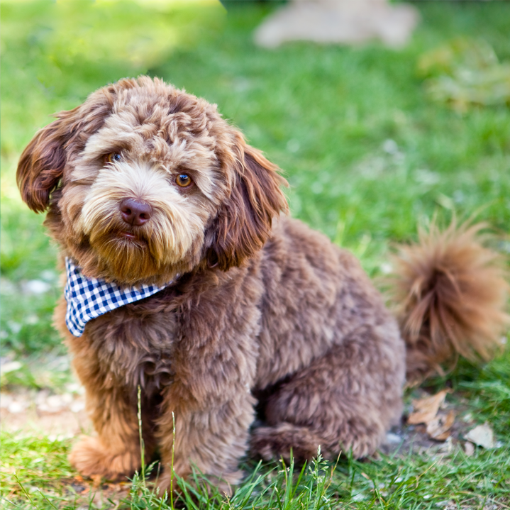 Brown Dog with bandana