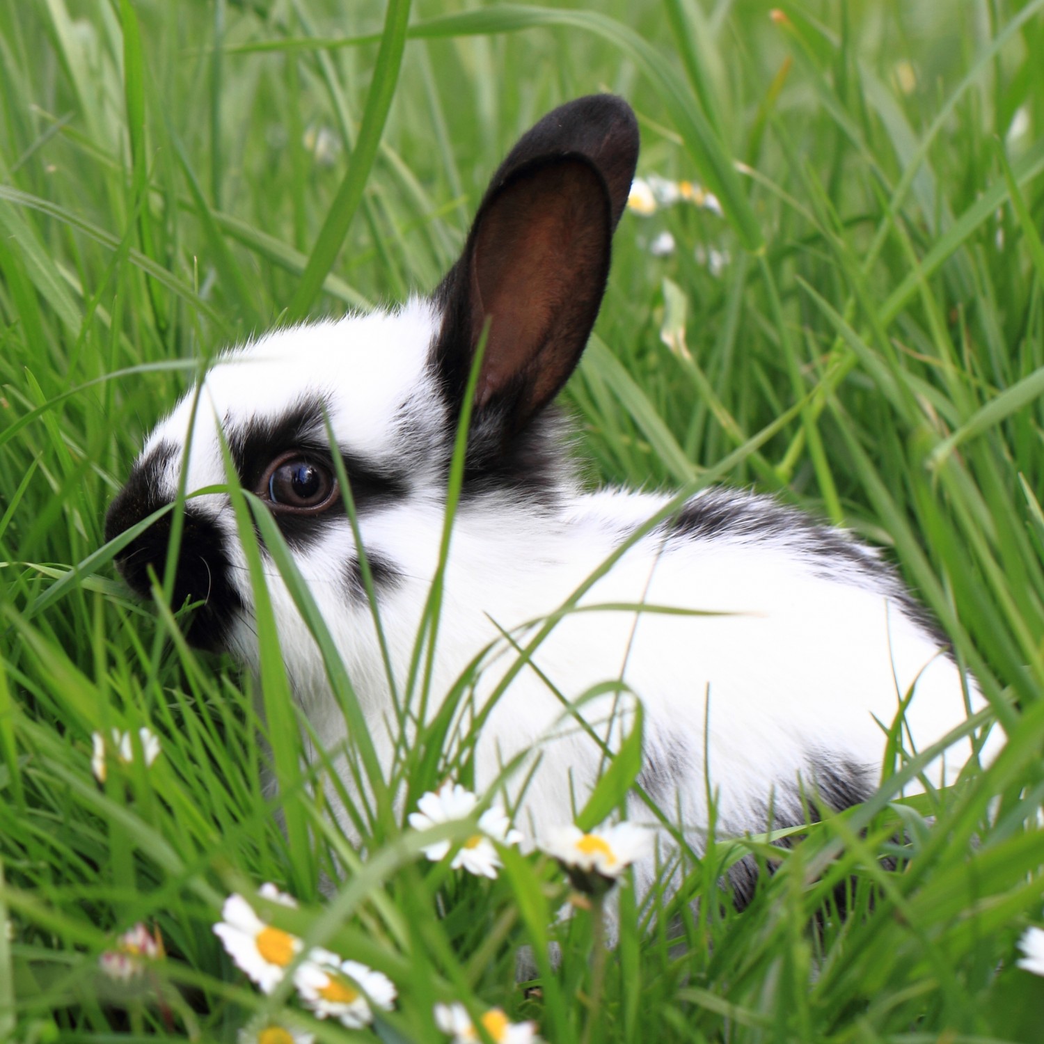 rabbit in grass