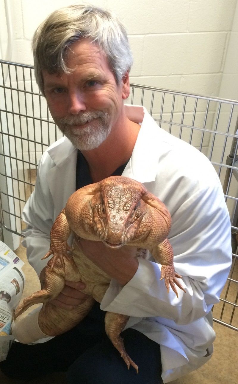    Thomas H. Boyer, DVM, DABVP (Reptile and Amphibian Practice), Veterinary Specialist