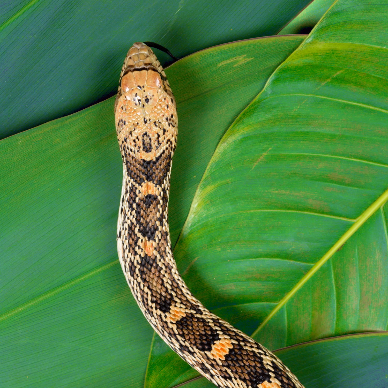 Image of a snake on a leaf